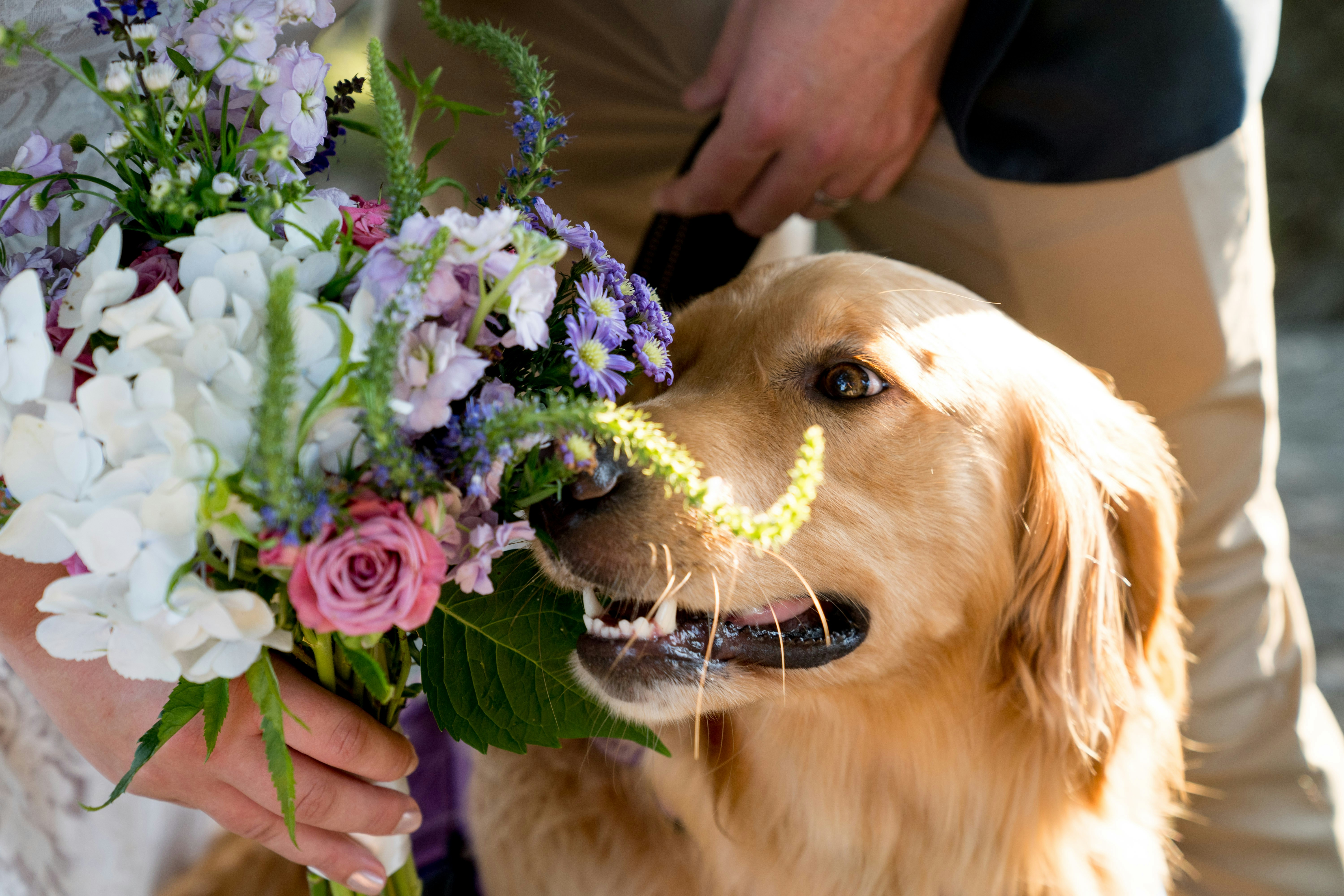 Dog on wedding day